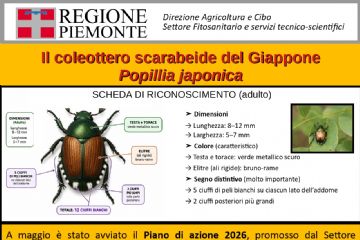 Popillia japonica - come fare